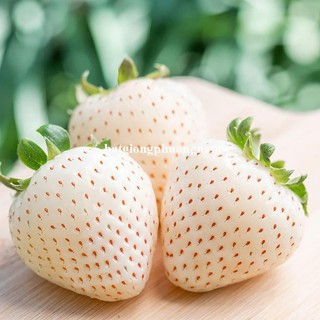30 Hạt - Hạt Giống Dâu Tây Trắng Phương Nam