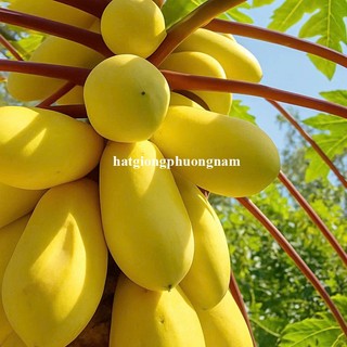 10 Hạt - Hạt Giống Đu Đủ Vỏ Vàng F1 Phương Nam