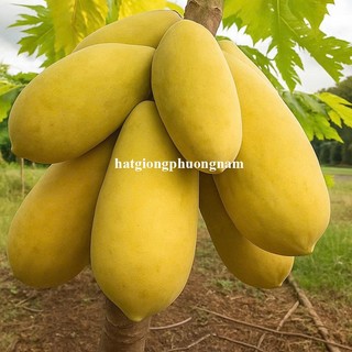 10 Hạt - Hạt Giống Đu Đủ Vỏ Vàng F1 Phương Nam