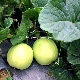 Hạt Giống Dưa Lê Các Loại Phương Nam