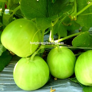 Hạt Giống Dưa Lê Các Loại Phương Nam