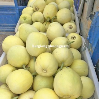 20 Hạt - Hạt Giống Dưa Lê Sáp Mật Ong F1 Phương Nam