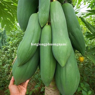 10 Hạt - Hạt Giống Đu Đủ Khổng Lồ Mangnung F1 Phương Nam