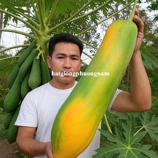 10 Hạt - Hạt Giống Đu Đủ Khổng Lồ Mangnung F1 Phương Nam
