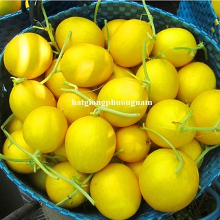 10 Hạt - Hạt Giống Dưa Lê Kim Hoàng Hậu / Hoàng Đế  F1 Phương Nam