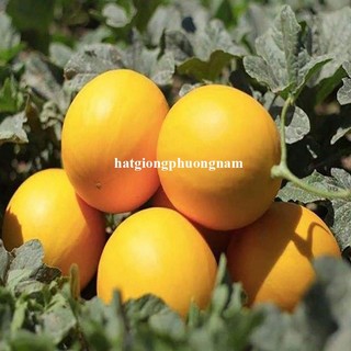 10 Hạt - Hạt Giống Dưa Lê Kim Hoàng Đế F1