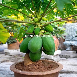 10 Hạt - Hạt Giống Đu Đủ Siêu Lùn Thái Lan Ruột Vàng Phương Nam
