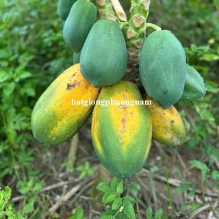 10 Hạt - Hạt Giống Đu Đủ Siêu Lùn Thái Lan Ruột Vàng Phương Nam
