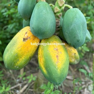 10 Hạt - Hạt Giống Đu Đủ Siêu Lùn Thái Lan Ruột Vàng Phương Nam