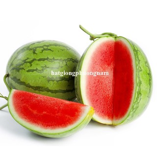5 Hạt- Hạt Giống Dưa Hấu Mặt Trời Không Hạt F1 Phương Nam