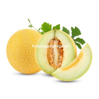 10 Hạt - Hạt Giống Dưa Lưới Vỏ Vàng Phương Nam