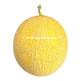 10 Hạt - Hạt Giống Dưa Lưới Vỏ Vàng Phương Nam