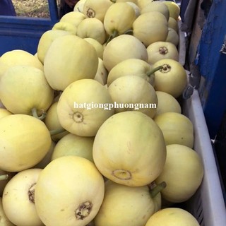 20 Hạt - Hạt Giống Dưa Lê Sáp Mật Ong F1 Phương Nam