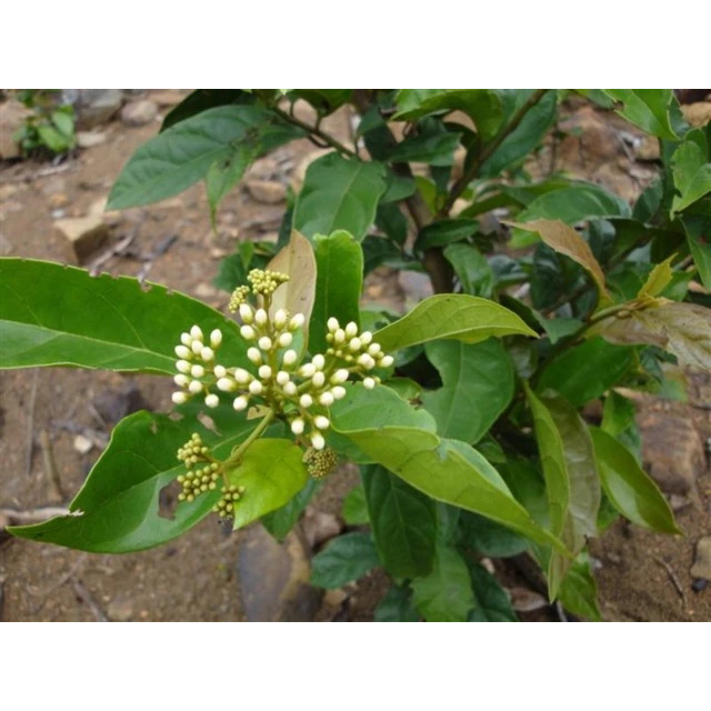 Cây xạ vàng khô,sạch tốt cho sức khỏe 1kg JINDO