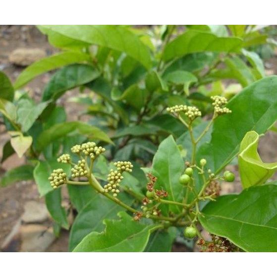 Cây xạ vàng khô,sạch tốt cho sức khỏe 1kg JINDO
