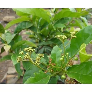 Cây xạ vàng khô,sạch tốt cho sức khỏe 1kg JINDO
