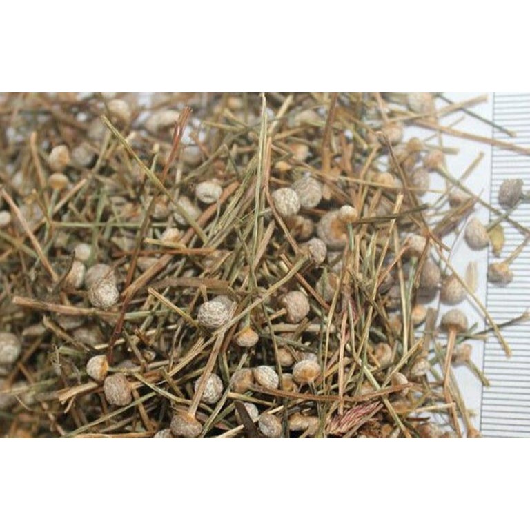 Cây é dùi trống khô tốt cho sức khỏe thương hiệu JINDO