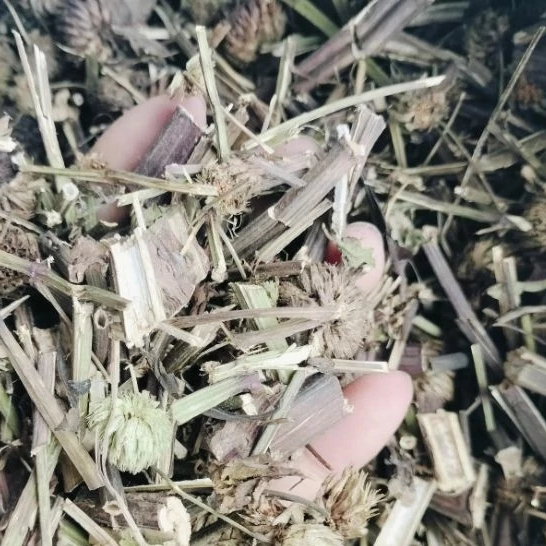 Cây é dùi trống khô tốt cho sức khỏe thương hiệu JINDO