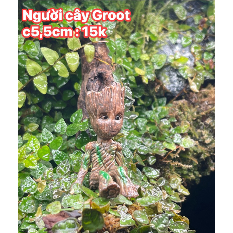 người cây mô hình groot decor. terrarium,tiểu cảnh,sen đá