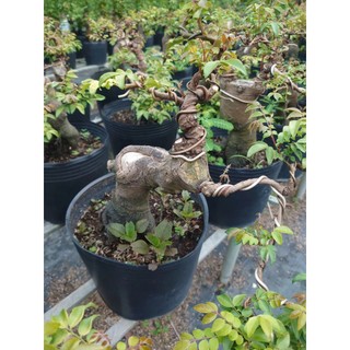 Chậu Cây Khế Bonsai Cổ Thụ Gốc To cây 3 năm tuổi - cây cảnh bonsai để bàn