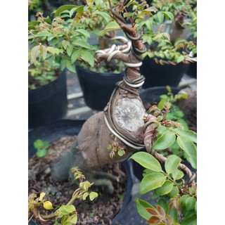 Chậu Cây Khế Bonsai Cổ Thụ Gốc To cây 3 năm tuổi - cây cảnh bonsai để bàn
