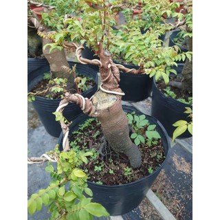 Chậu Cây Khế Bonsai Cổ Thụ Gốc To cây 3 năm tuổi - cây cảnh bonsai để bàn