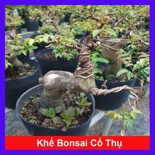 Chậu Cây Khế Bonsai Cổ Thụ Gốc To cây 3 năm tuổi - cây cảnh bonsai để bàn