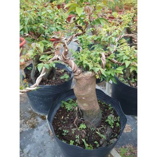 Chậu Cây Khế Bonsai Cổ Thụ Gốc To cây 3 năm tuổi - cây cảnh bonsai để bàn