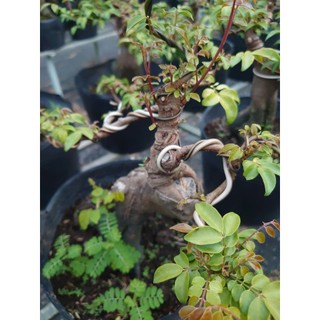 Chậu Cây Khế Bonsai Cổ Thụ Gốc To cây 3 năm tuổi - cây cảnh bonsai để bàn