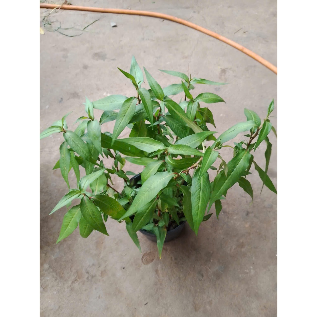 [Chậu trung] Rau Răm – Loại Rất Thơm, Cây Khỏe, Xanh Tốt – Dễ Nhân ...
