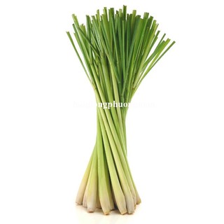 40 Hạt - Hạt Giống  Sả Chanh Phương Nam