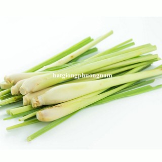 40 Hạt - Hạt Giống  Sả Chanh Phương Nam