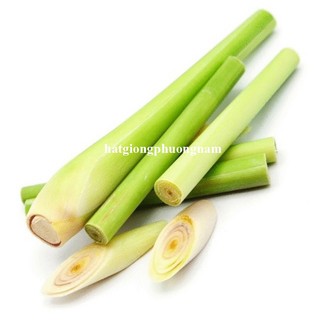 40 Hạt - Hạt Giống  Sả Chanh Phương Nam