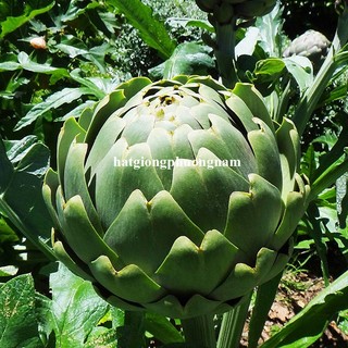 10 Hạt - Hạt Giống Atiso / Astiso Xanh Phương Nam