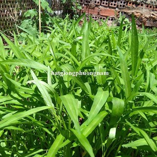 10 Gram - Hạt Giống Rau Muống  Phương Nam