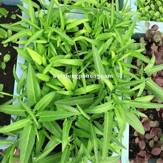 10 Gram - Hạt Giống Rau Muống  Phương Nam
