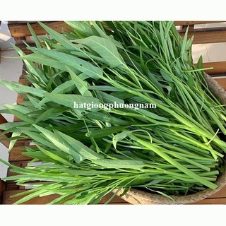 10 Gram - Hạt Giống Rau Muống  Phương Nam