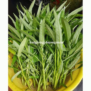10 Gram - Hạt Giống Rau Muống  Phương Nam