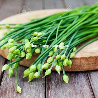 1 Gram - Hạt Giống Bông Hẹ Phương Nam