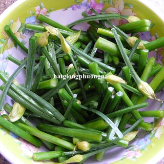1 Gram - Hạt Giống Bông Hẹ Phương Nam