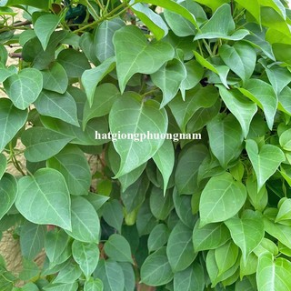 15 Hạt - Hạt Giống  Lá Giang Phương Nam