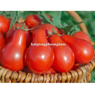 30 Hạt - Hạt Giống Cà Chua Cherry Lê Đỏ Phương Nam