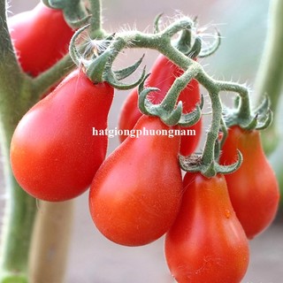 30 Hạt - Hạt Giống Cà Chua Cherry Lê Đỏ Phương Nam