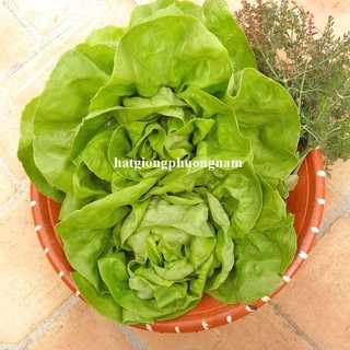 2 Gram - Hạt Giống Xà Lách Búp (Đăm) Phương Nam
