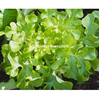 2 Gram - Hạt Giống Xà Lách Sồi Xanh Oakleaf Phương Nam
