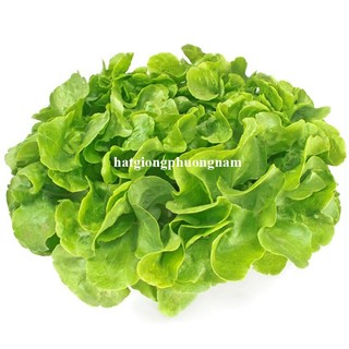 2 Gram - Hạt Giống Xà Lách Sồi Xanh Oakleaf Phương Nam