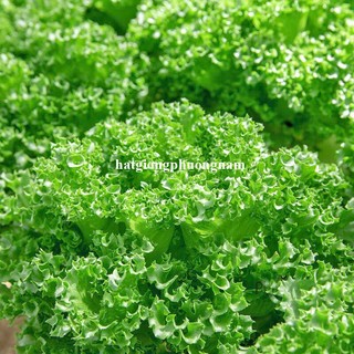 0.5 Gram - Hạt Giống Xà Lách Thủy Tinh Khổng Lồ Phương Nam