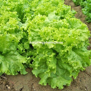 5 Gram - Hạt Giống  Xà Lách Xoăn Phương Nam