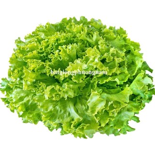 5 Gram - Hạt Giống  Xà Lách Xoăn Phương Nam