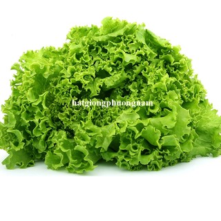5 Gram - Hạt Giống  Xà Lách Xoăn Phương Nam